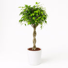 Ficus Exotica - 120cm in einem modernen Studio mit modernem Topf