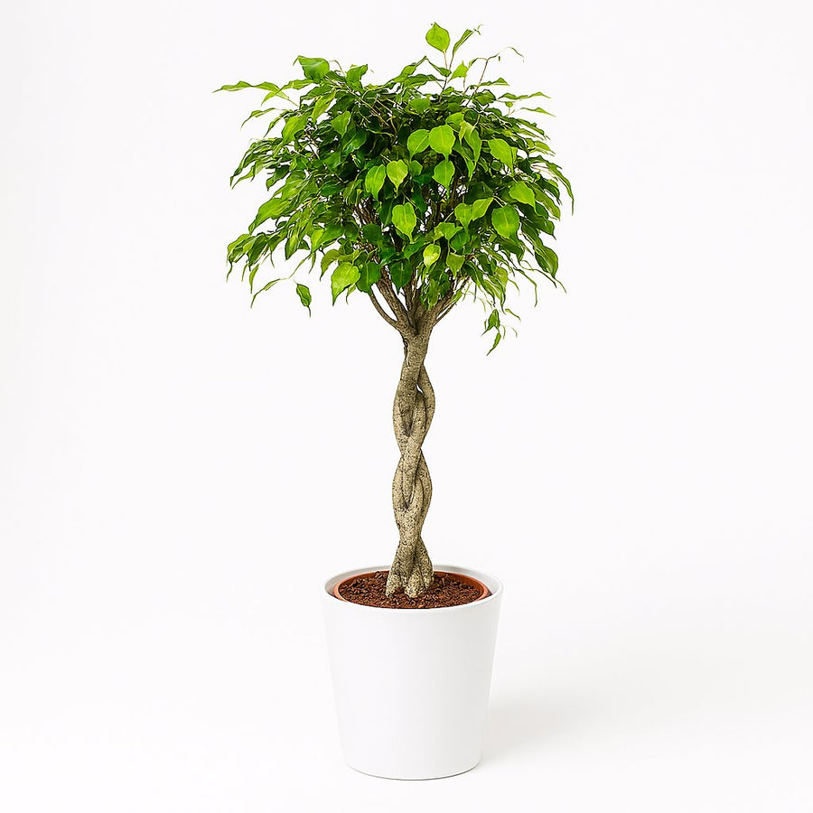 Ficus Exotica - 120cm in einem modernen Studio mit modernem Topf