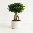 Ficus Ginseng - 40cm in einem modernen Studio mit modernem Topf