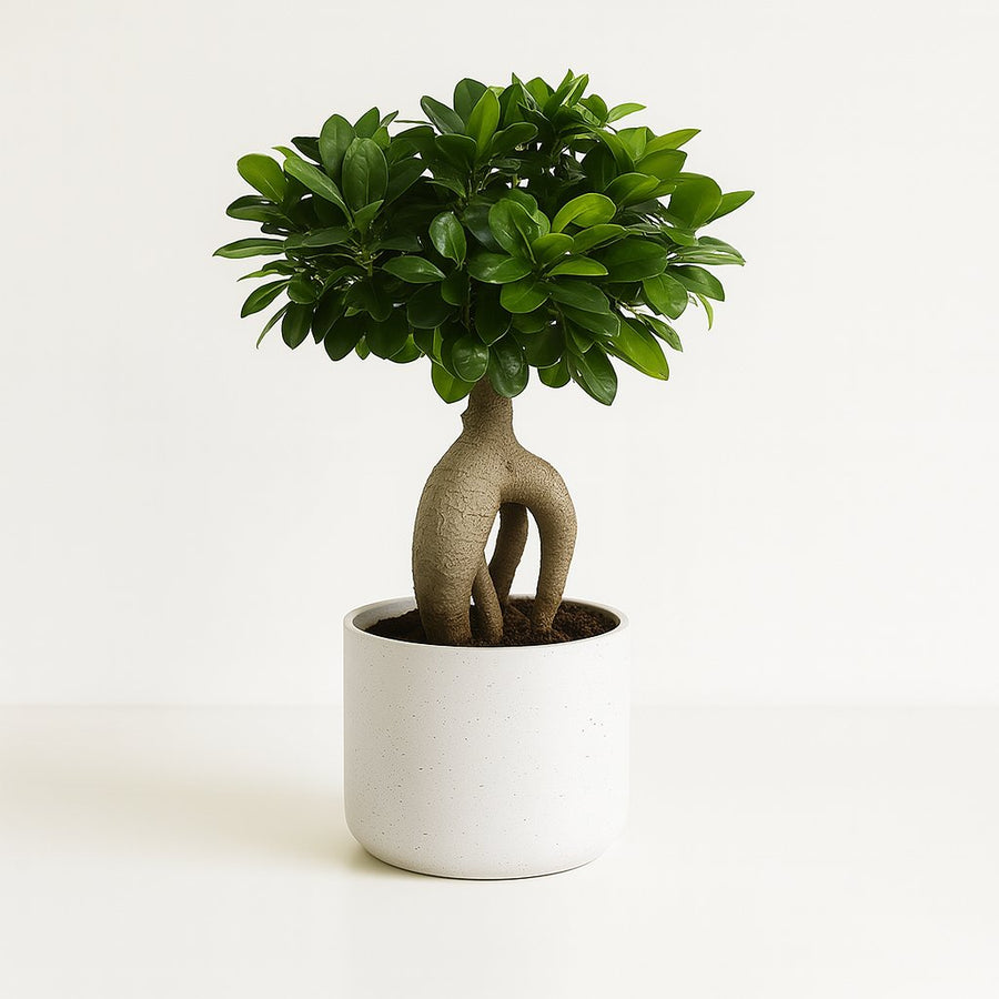 Ficus Ginseng - 40cm in einem modernen Studio mit modernem Topf
