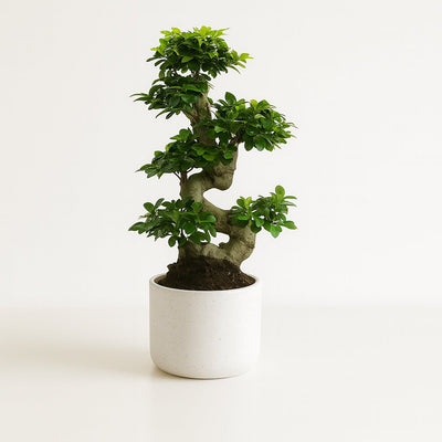 Ficus Ginseng - 70cm
