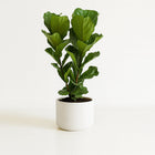 Ficus Lyrata - 100cm in einem modernen Studio mit modernem Topf