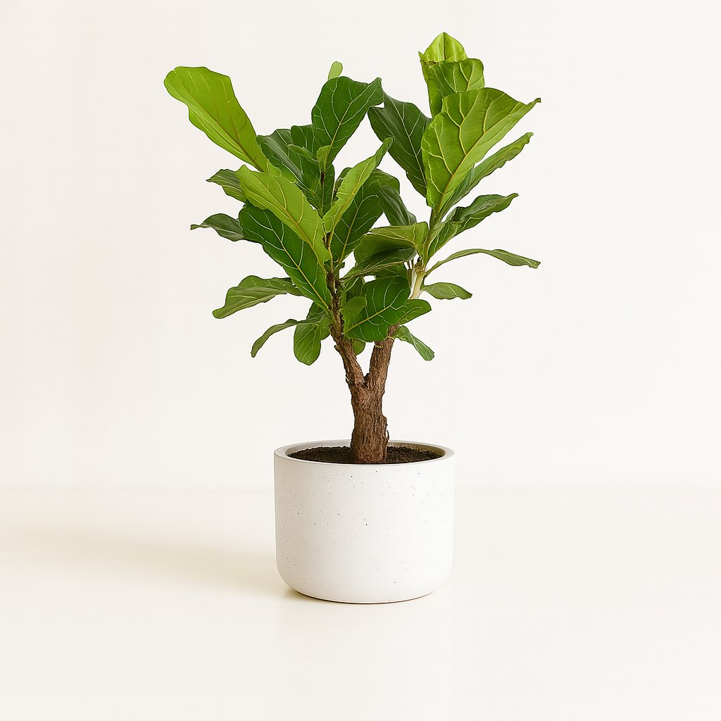 Ficus Lyrata - 100cm in einem modernen Studio mit modernem Topf