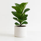 Ficus Lyrata - 30cm in einem modernen Studio mit modernem Topf