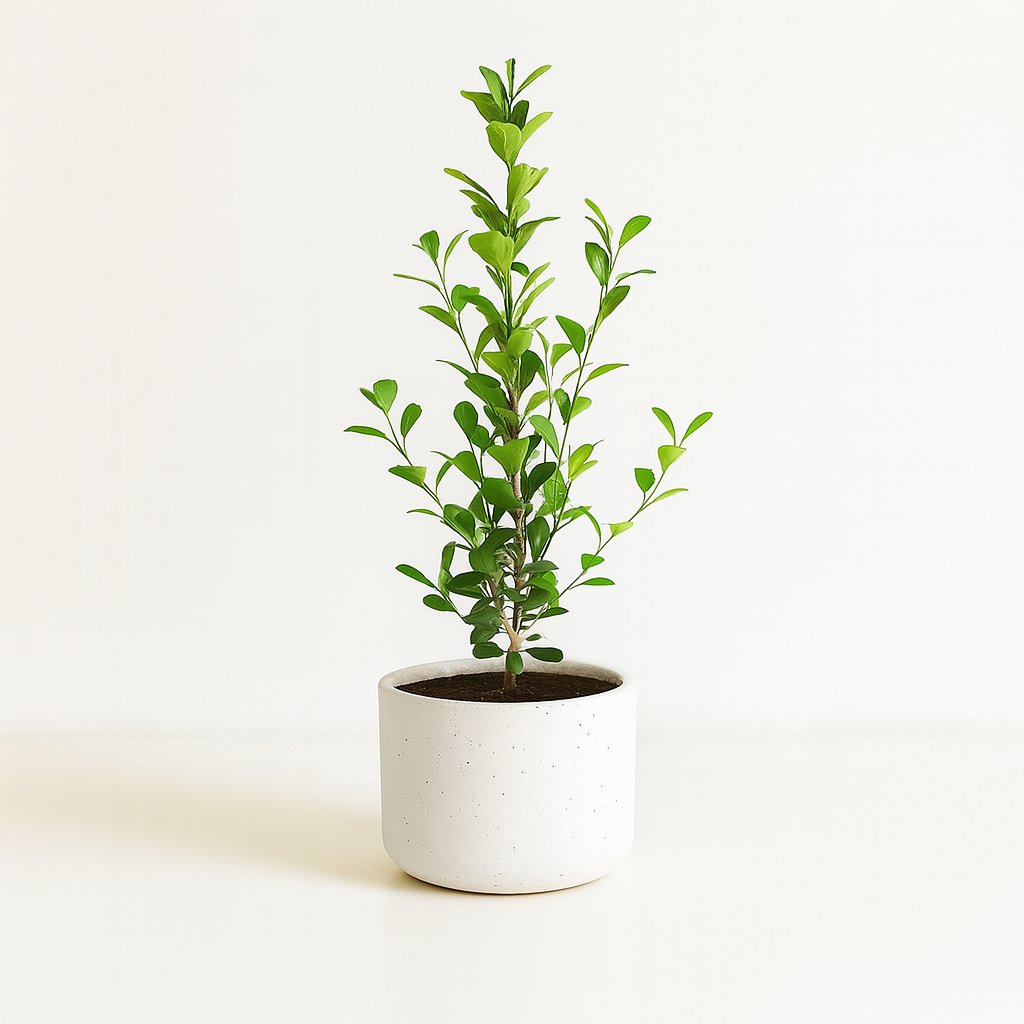 Ficus Microcarpa Moclame - 95cm in einem modernen Studio mit modernem Topf