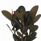 Ficus Abidjan - 90cm