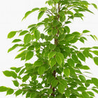 Ficus Benjamina Goldenking - 95cm