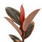 Ficus Elastica Belize - 55cm
