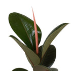 Ficus Elastica Robusta - 35cm