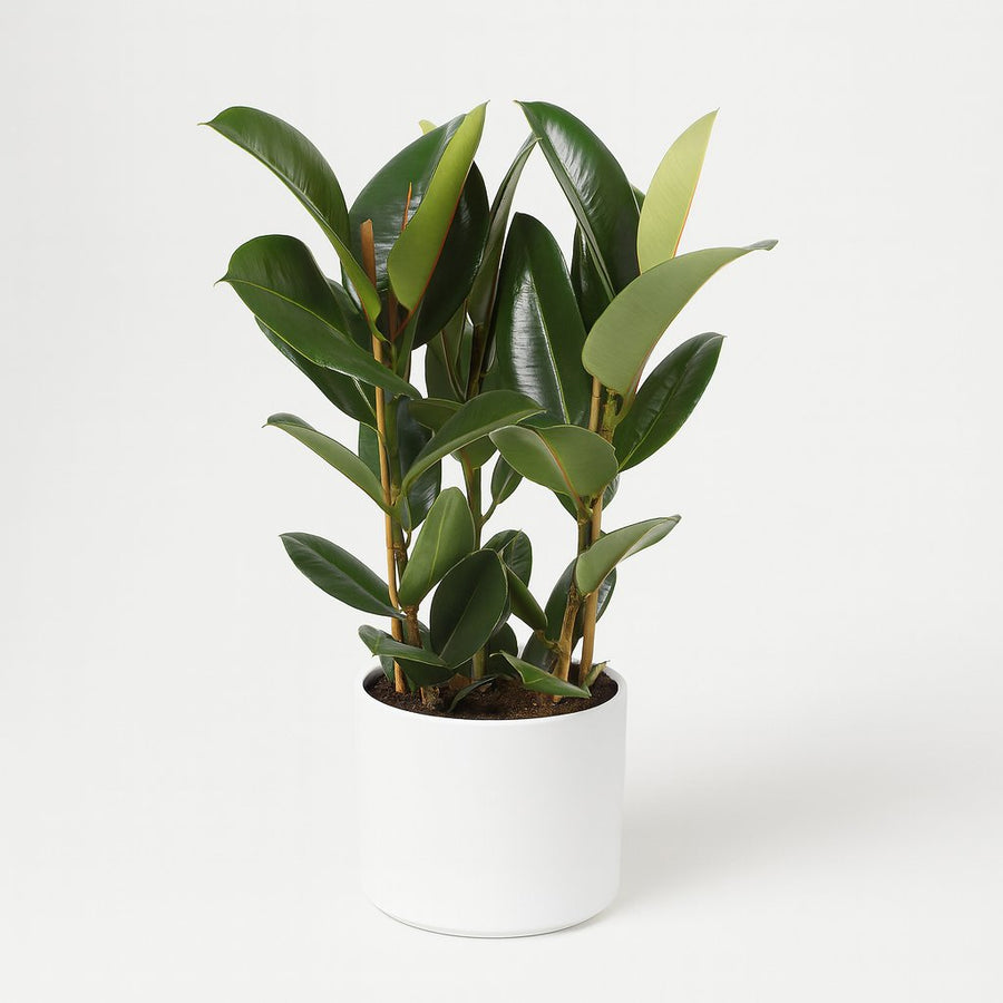 Ficus Elastica Robusta - 85cm in einem modernen Studio mit modernem Topf