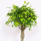Ficus Exotica - 120cm