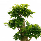 Ficus Ginseng - 70cm