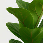 Ficus Lyrata - 30cm