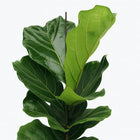 Ficus Lyrata - 75cm
