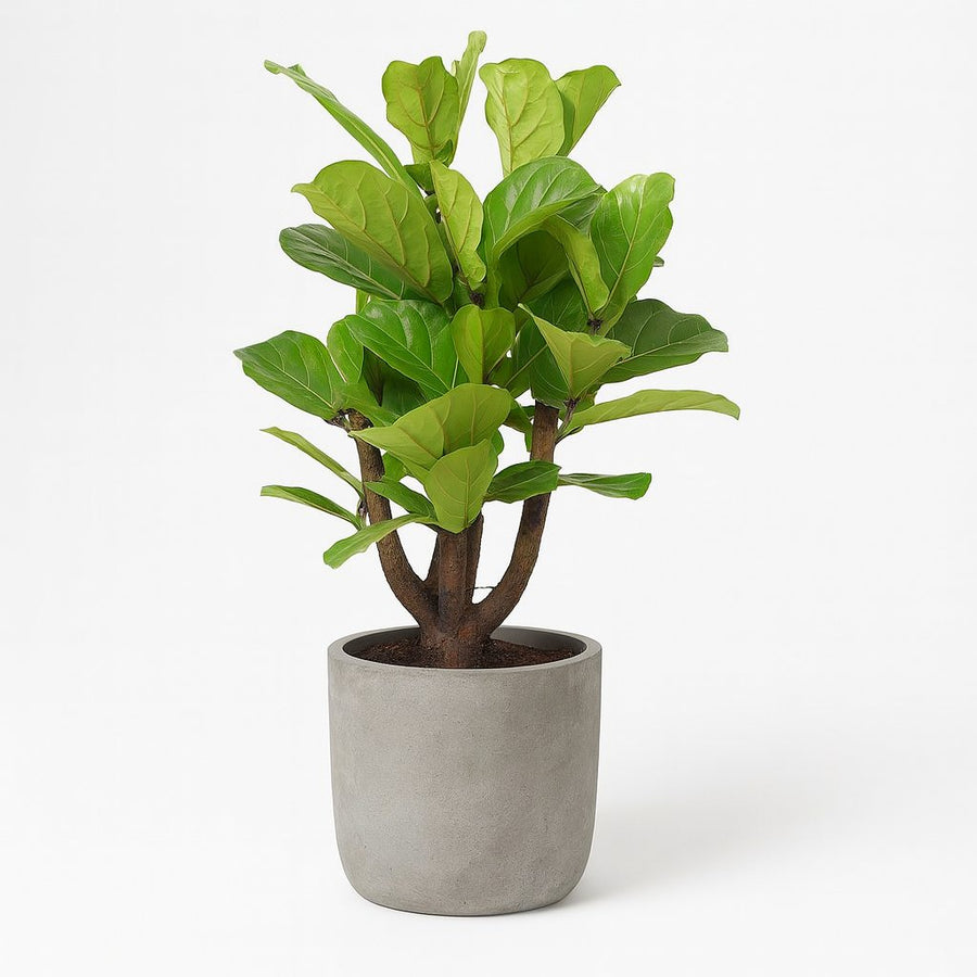 Ficus Lyrata verzweigt - 120cm in einem Topf in Betonoptik