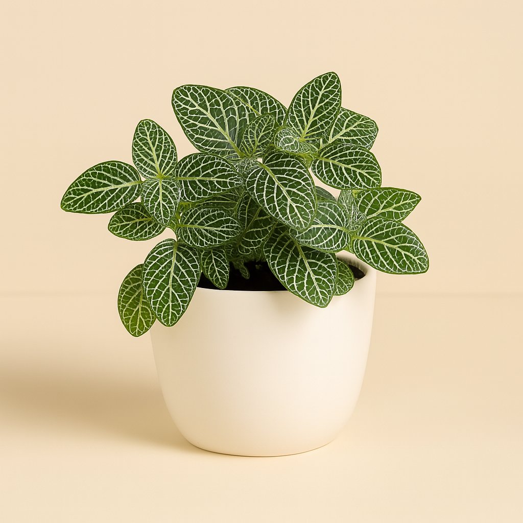 Fittonia Verschaffeltii - 15cm in einem modernen Studio mit modernem Topf