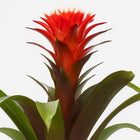 Guzmania Hope - 40cm
