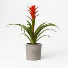 Guzmania Ostara - 45cm in einem modernen Studio mit modernem Topf