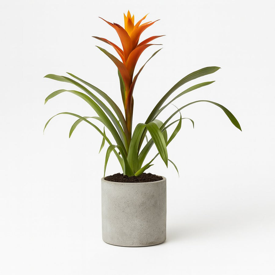 Guzmania Variada - 50cm in einem modernen Studio mit modernem Topf