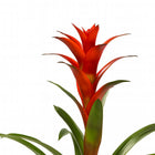 Guzmania Ostara - 45cm