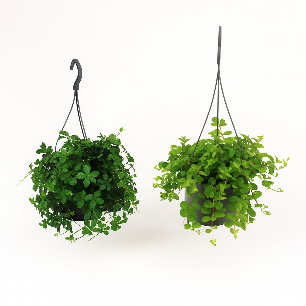 Hängepflanzen-Duo - 2 Stück - 25cm in einem modernen Studio mit modernem Topf