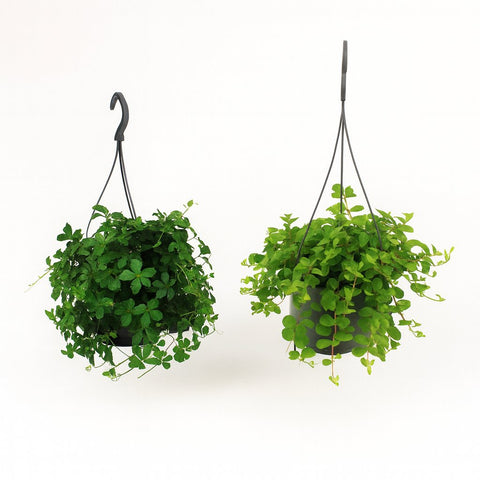 Hängepflanzen-Duo - 2 Stück - 25cm