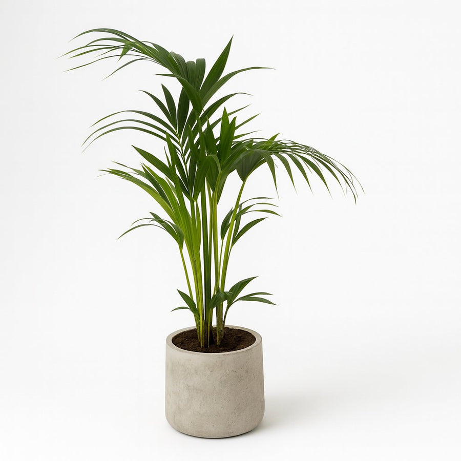 Howea Forsteriana - 100cm in einem modernen Studio mit modernem Topf
