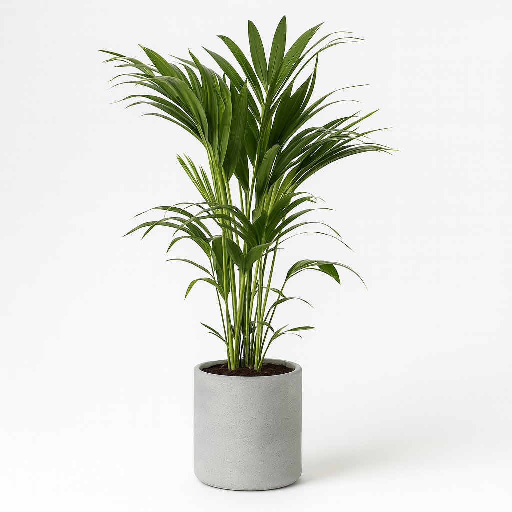 Howea Forsteriana - 110cm in einem modernen Studio mit modernem Topf