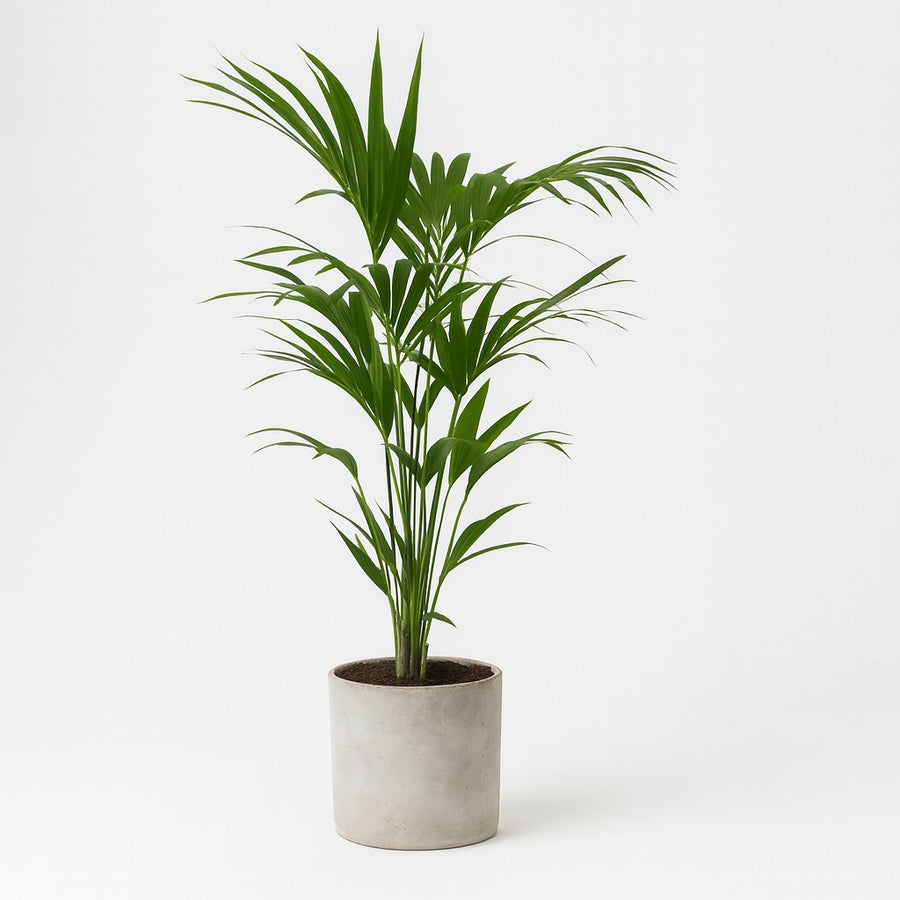 Howea Forsteriana - 120cm in einem modernen Studio mit modernem Topf