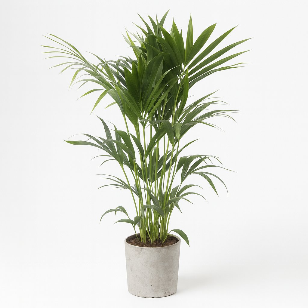 Howea Forsteriana - 120cm in einem modernen Studio mit modernem Topf