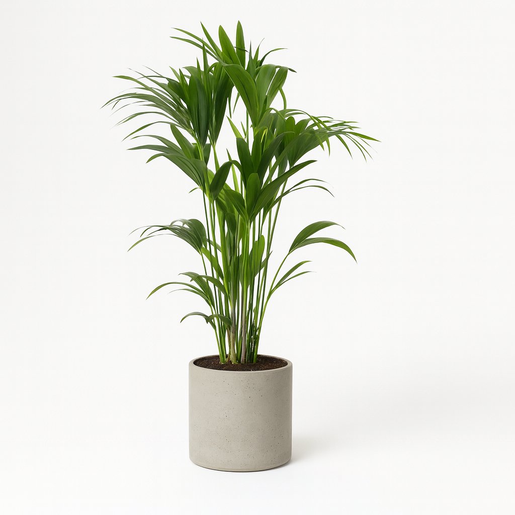 Howea Forsteriana - 120cm in einem modernen Studio mit modernem Topf