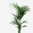 Howea Forsteriana - 120cm