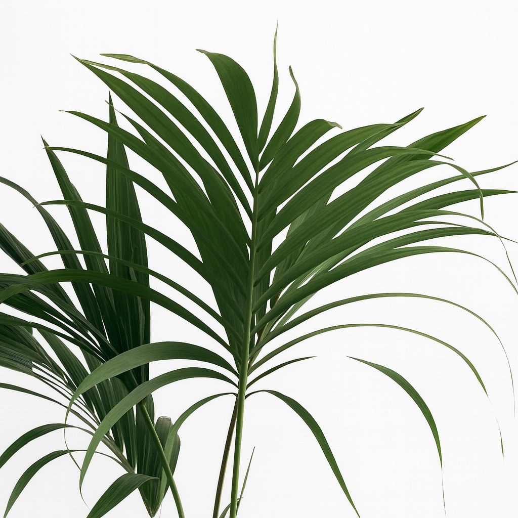 Howea Forsteriana - 130cm