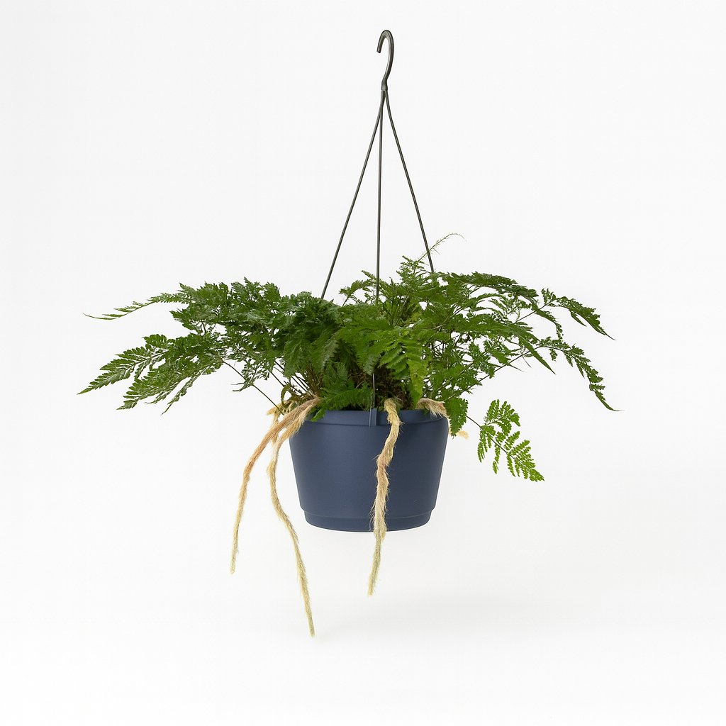 Humata Tyermannii - 20cm in einem modernen Studio mit modernem Topf