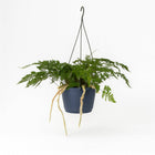 Humata Tyermannii - 20cm in einem modernen Studio mit modernem Topf