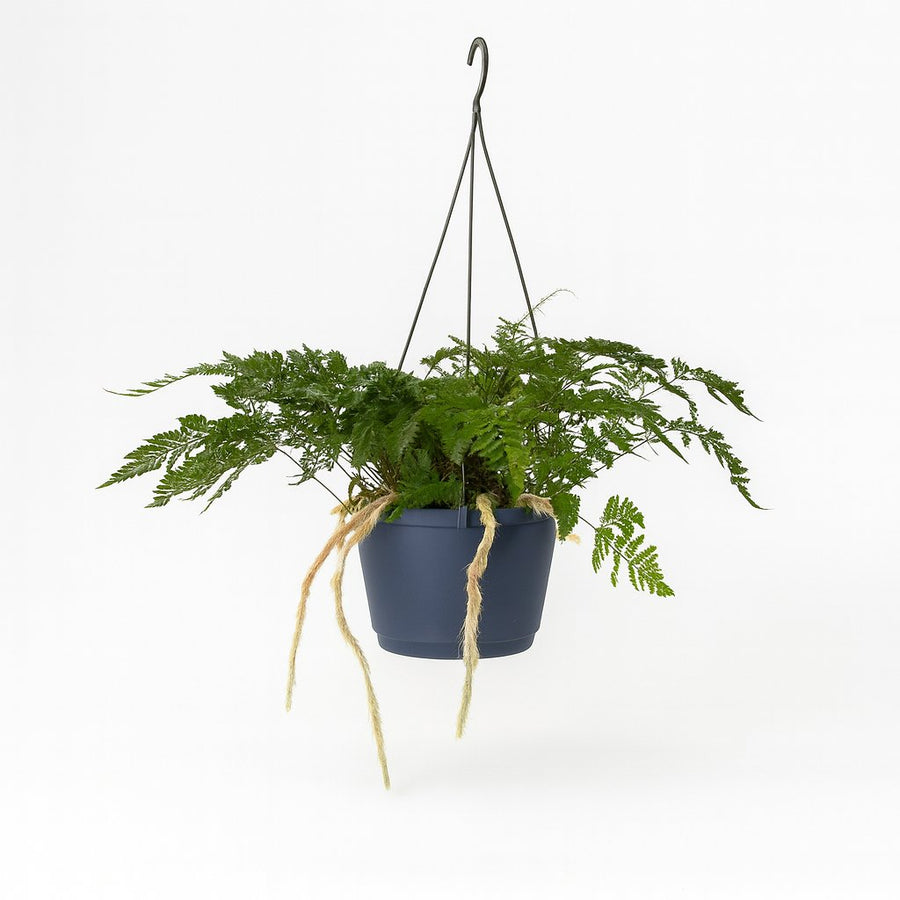 Humata Tyermannii - 20cm in einem modernen Studio mit modernem Topf