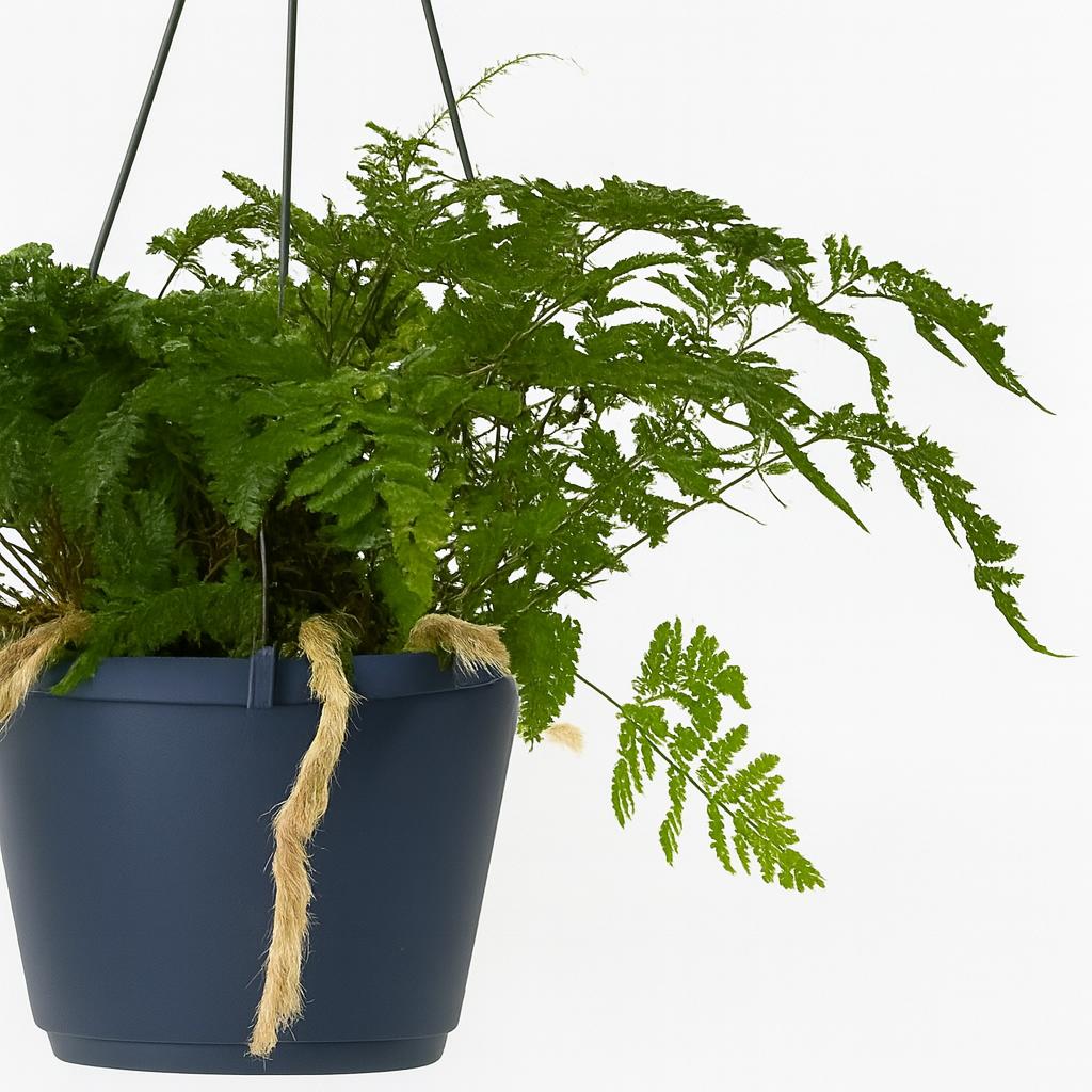 Humata Tyermannii - 20cm-Nahaufnahme