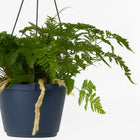 Humata Tyermannii - 20cm-Nahaufnahme