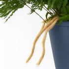 Humata Tyermannii - 20cm