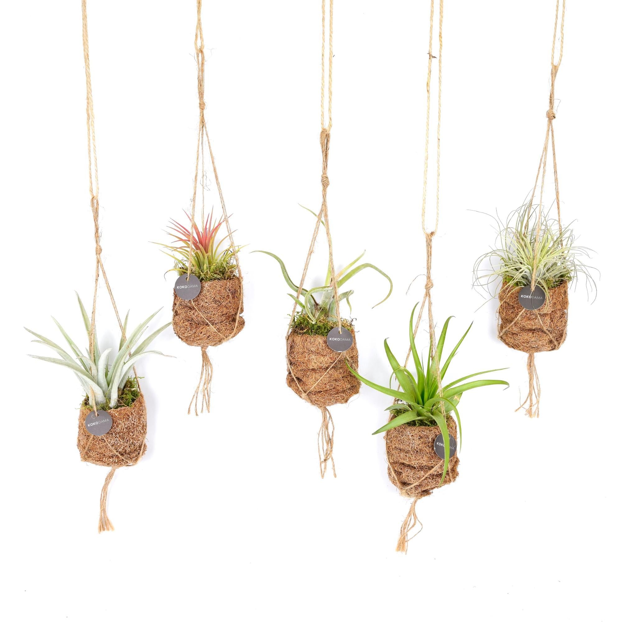 Kokodama Birdnest Tillandsia Mix - 8 Stück - 5cm in einem modernen Studio mit modernem Topf
