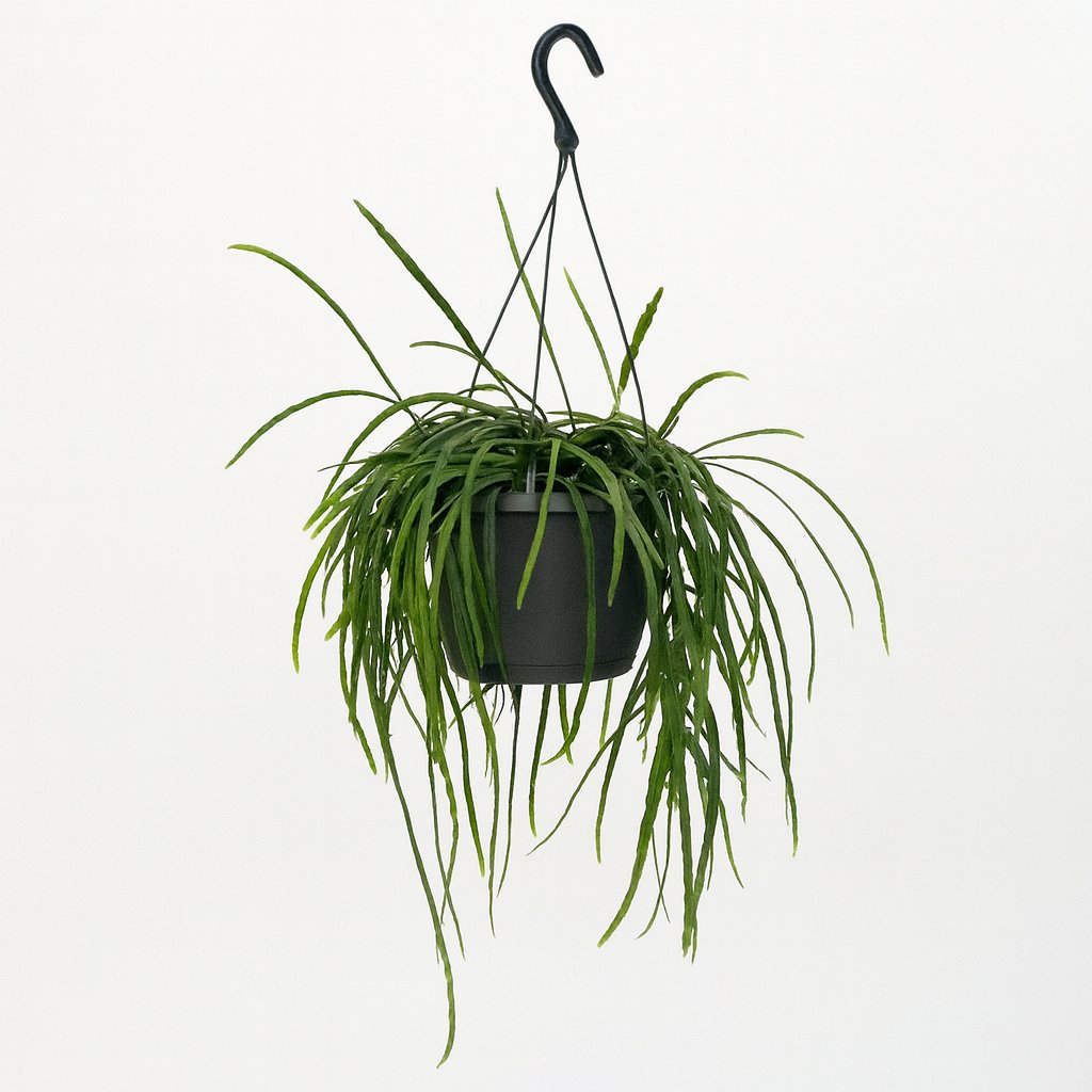 Lepisium Bolivianum - 40cm in einem modernen Studio mit modernem Topf