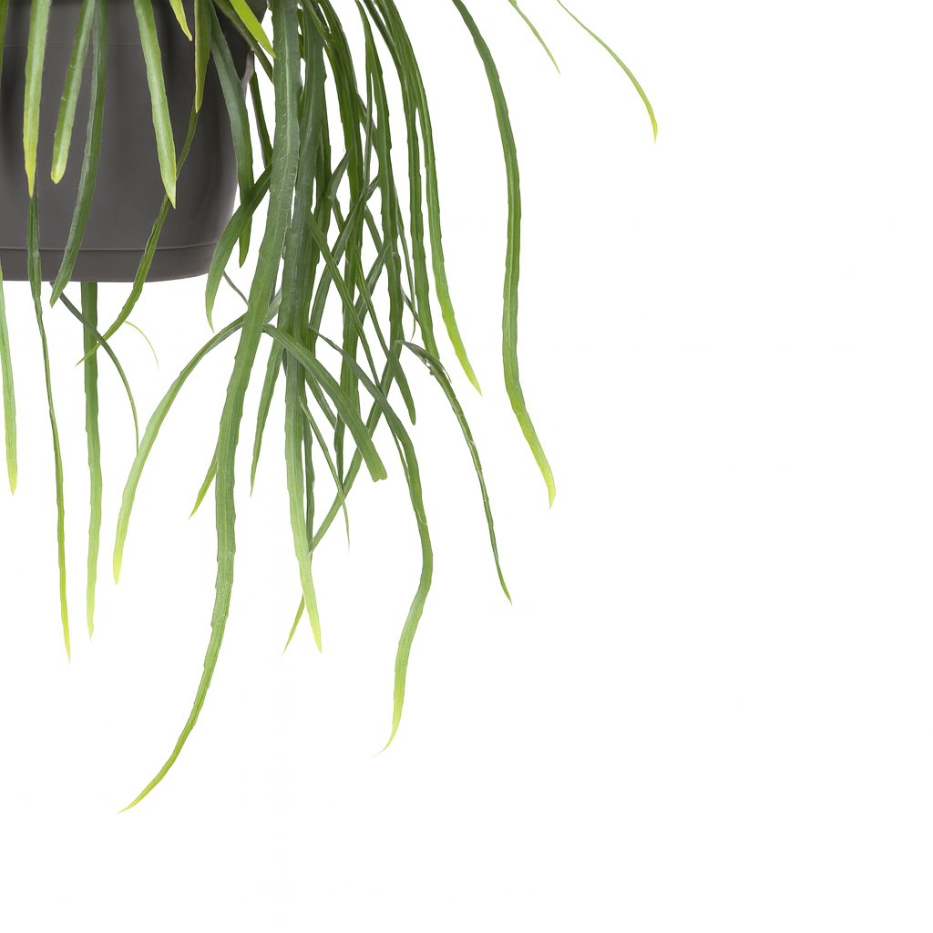 Lepisium Bolivianum - 40cm