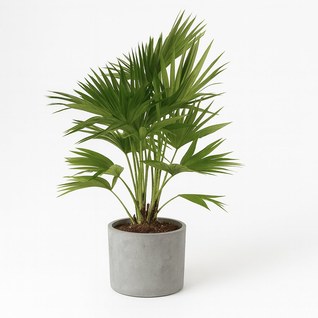 Livistona Chinensis - 100cm in einem modernen Studio mit modernem Topf