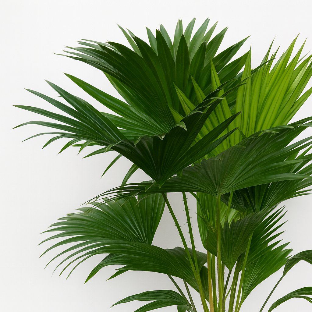 Livistona Rotundifolia - 70cm