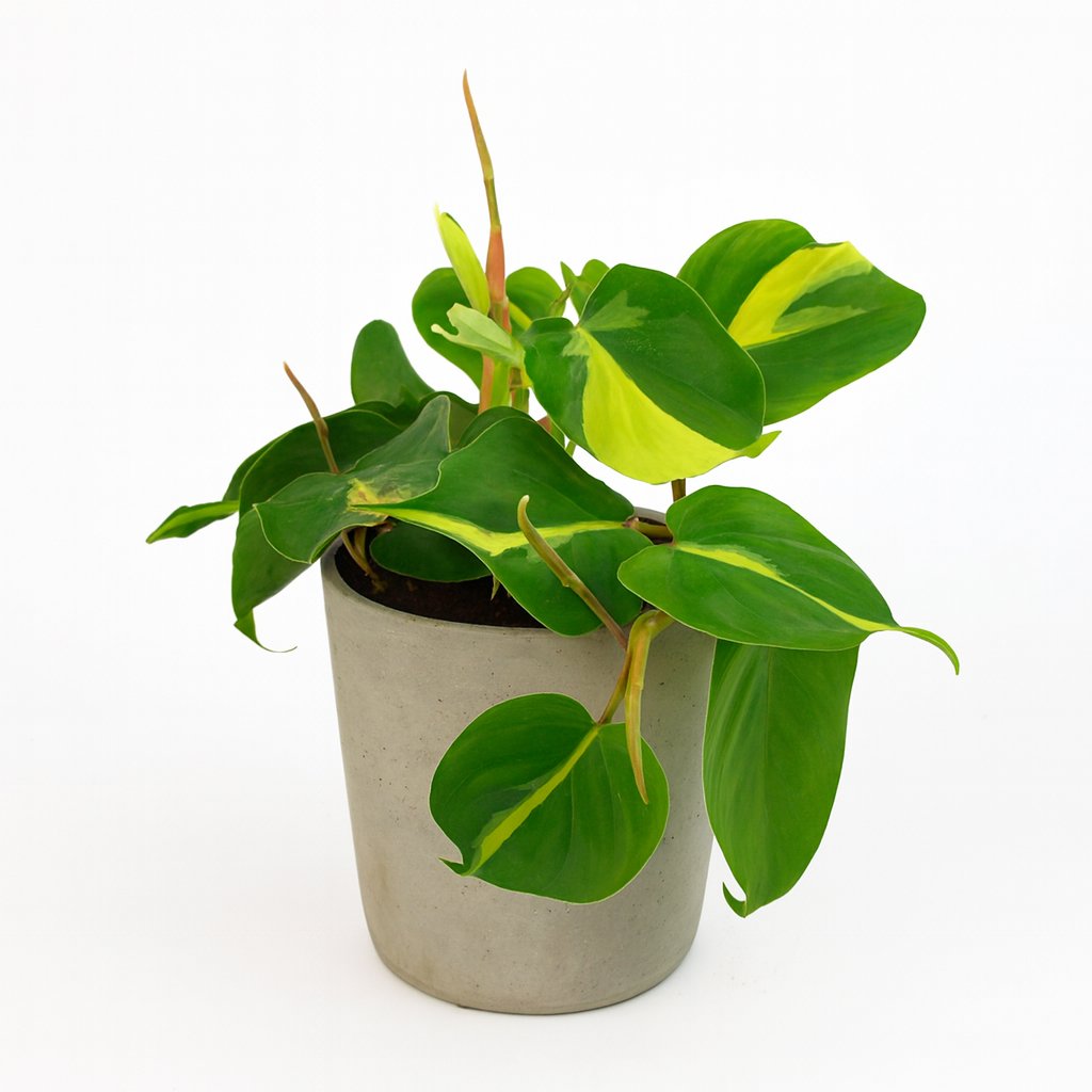 Lophospermum Brasil Scandens - 20cm in einem modernen Studio mit modernem Topf