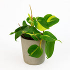 Lophospermum Brasil Scandens - 20cm in einem modernen Studio mit modernem Topf