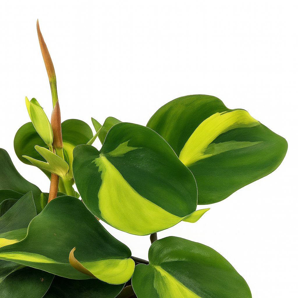 Lophospermum Brasil Scandens - 20cm