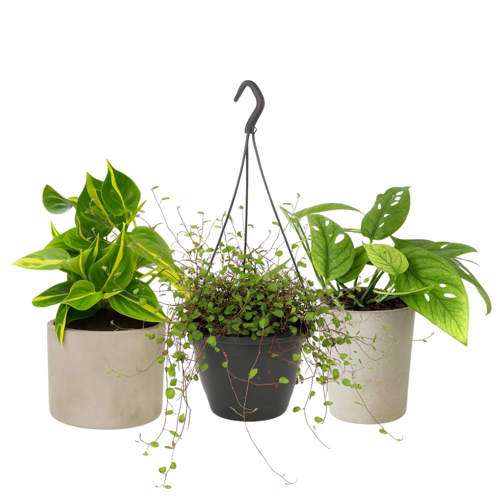 Luftreinigende Pflanzen hängend (klein)