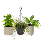 Luftreinigende Pflanzen hängend (klein)