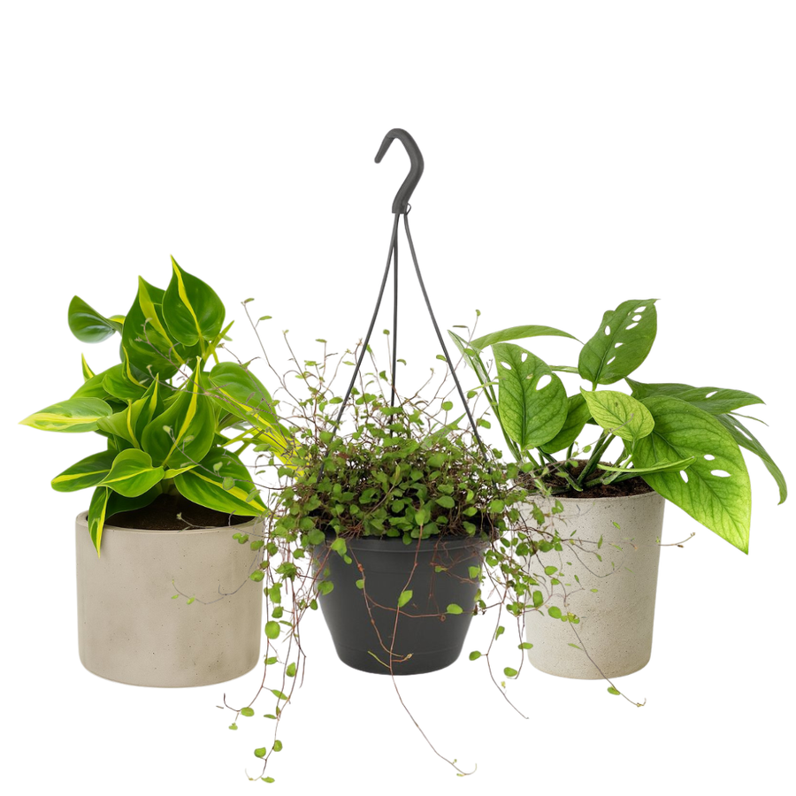 Luftreinigende Pflanzen hängend (klein)